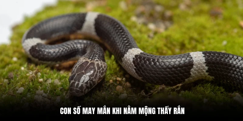 Con số may mắn khi nằm mộng thấy rắn