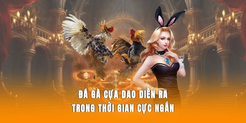 Đá gà cựa dao diễn ra trong thời gian cực ngắn