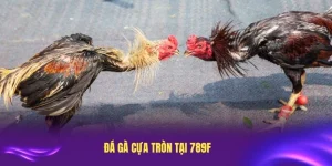 Đá Gà Cựa Tròn Tại 789F: Trải Nghiệm Cược Tuyệt vời Cho Người Chơi