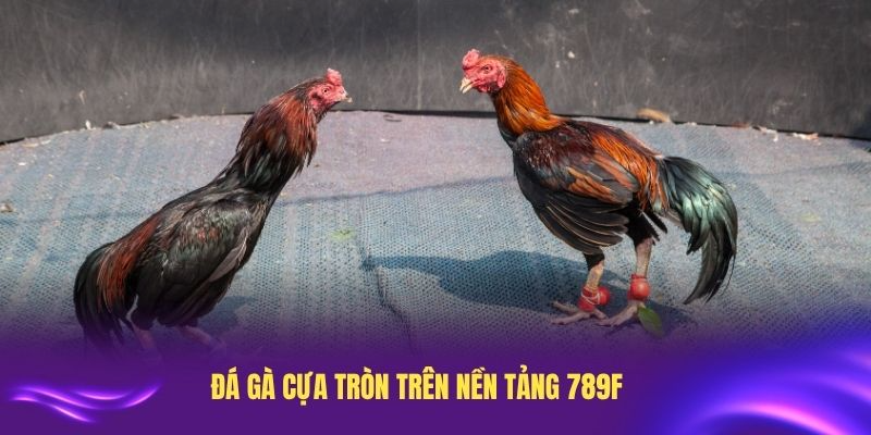 Giới thiệu chi tiết về đá gà cựa tròn trên nền tảng 789F