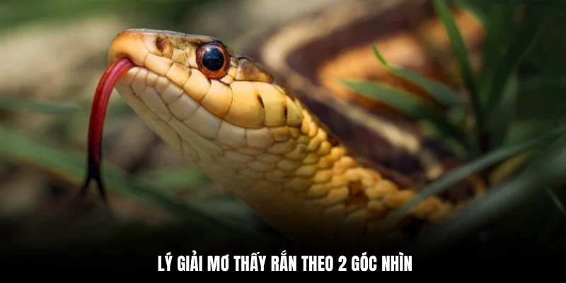 Lý giải mơ thấy rắn theo 2 góc nhìn
