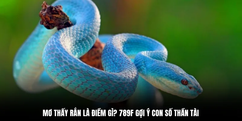 Mơ Thấy Rắn Là Điềm Gì? 789F Gợi Ý Con Số Thần Tài