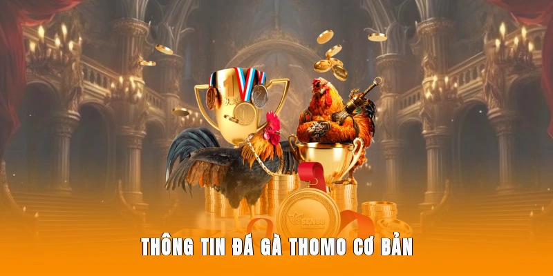 Thông tin đá gà Thomo cơ bản