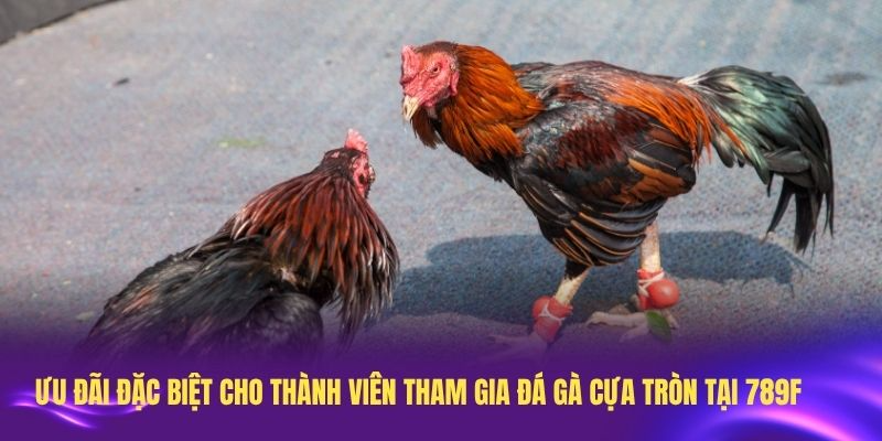 Ưu đãi đặc biệt cho thành viên tham gia đá gà cựa tròn tại 789F