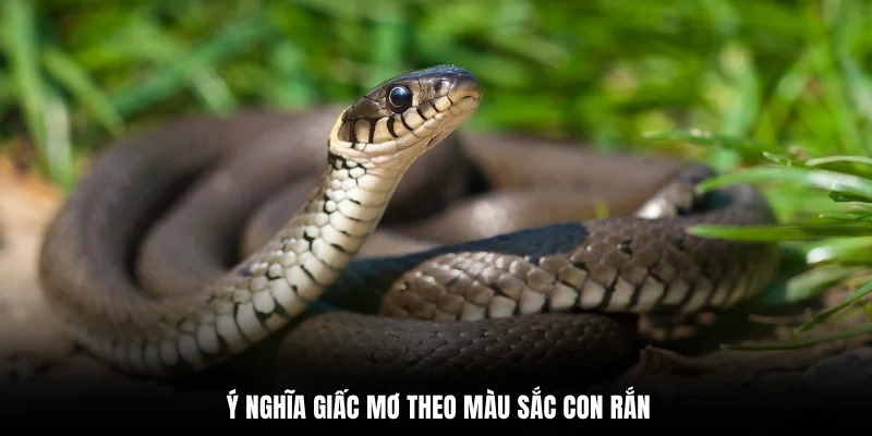 Ý nghĩa giấc mơ theo màu sắc con rắn